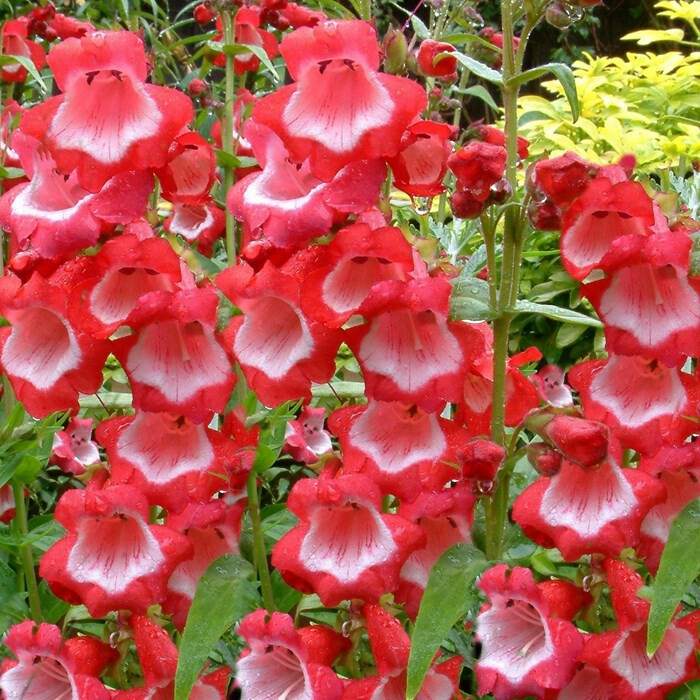 Beardtongue 'Strawberries and Cream'