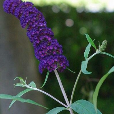 Butterfly Bush 'Black Knight'