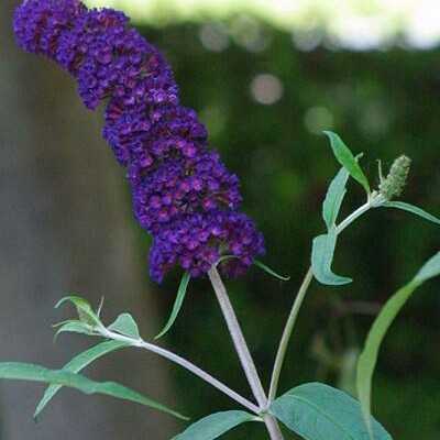 Butterfly Bush 'Black Knight'