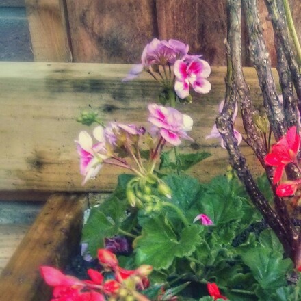 Pelargonium 'Savannah Hot Pink Sizzle' (Zonal)