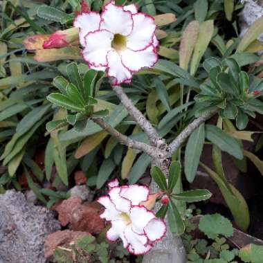 Adenium obesum