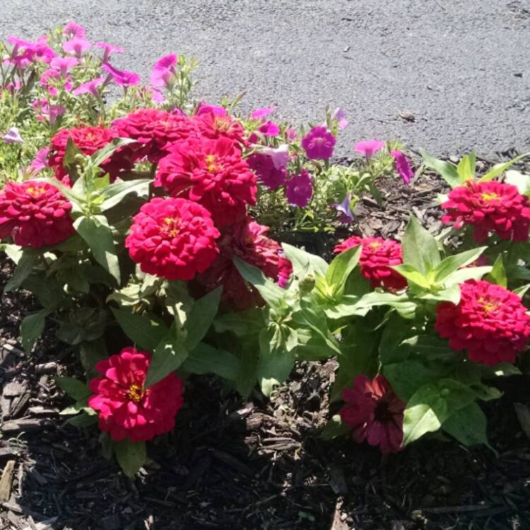 Plant image Zinnia elegans 'Magellan Coral' (Magellan Series)