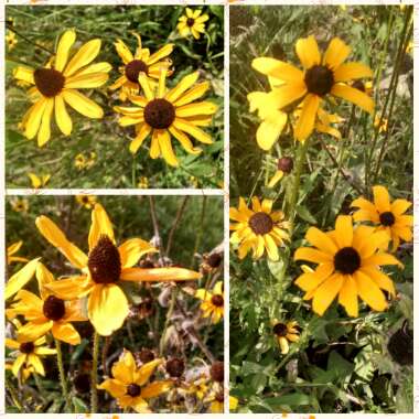 Rudbeckia fulgida var. sullivantii 'Little Goldstar'