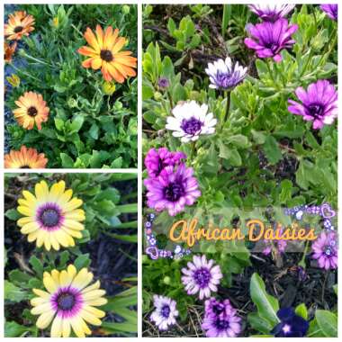 Osteospermum