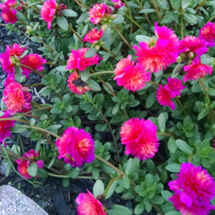 Plant image Portulaca Pilosa