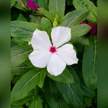 Catharanthus roseus syn. Vinca Rosea 'Grape Cooler'