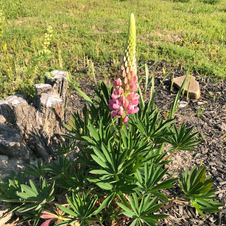 Plant image Lupinus 'Gallery Dwarf Mixed'