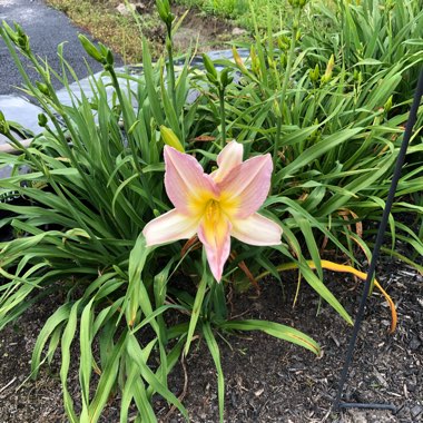 Hemerocallis 'Catherine Woodbery'