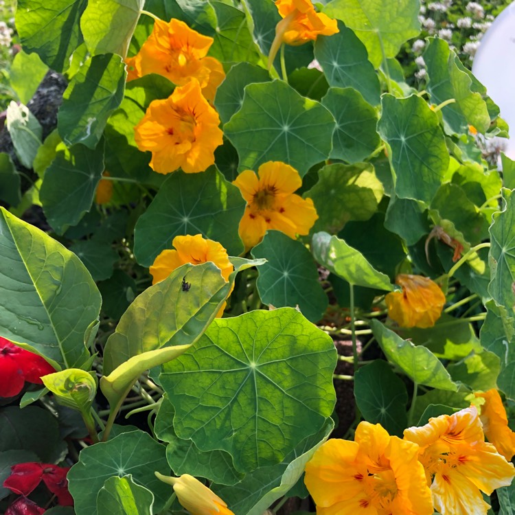 Plant image Tropaeolum majus 'Gleam Hybrids'