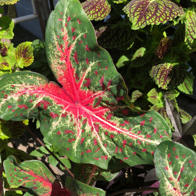 Plant image Caladium 'UF-172' syn. Caladium 'Artful Fire and Ice', Caladium 'Tapestry'