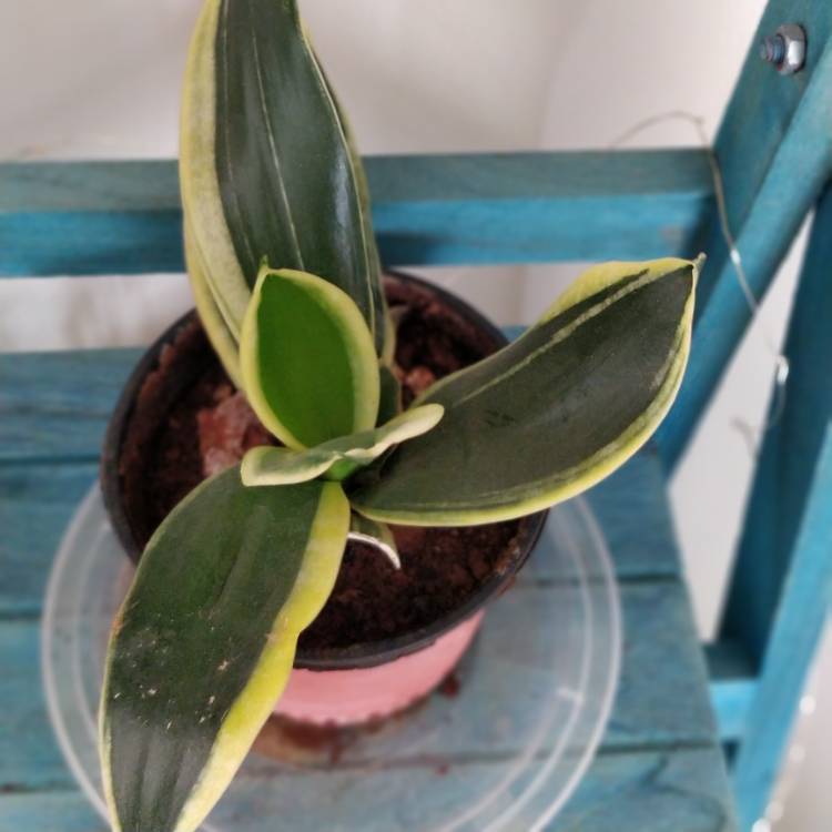 Plant image Sansevieria trifasciata 'Dwarf laurentii'