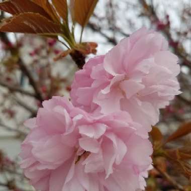 Prunus 'Accolade'