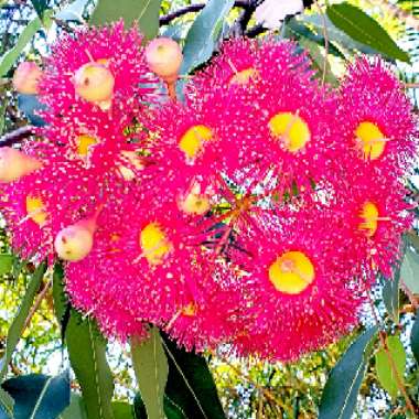 Flowering Gum