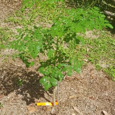 Moringa oleifera