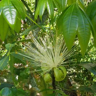 Pachira aquatica