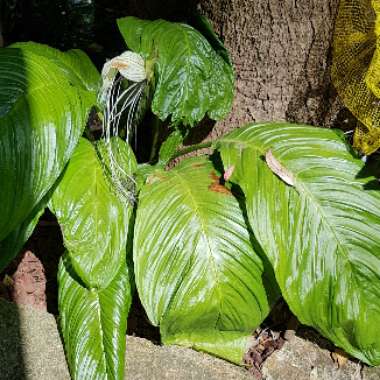 Tacca Integrifolia