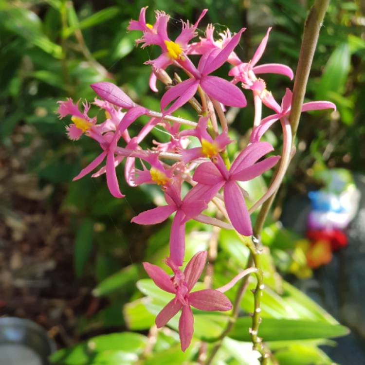 Plant image Epidendrum