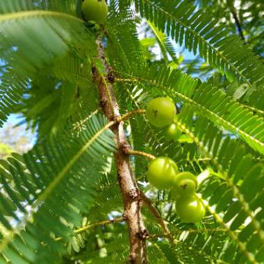 Phyllanthus emblica