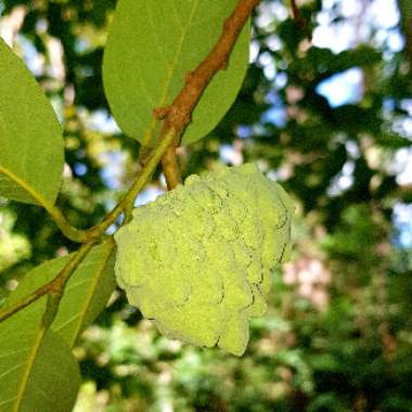 Annona squamosa