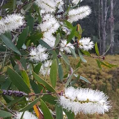 Melaleuca