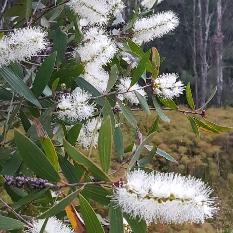 Plant image Melaleuca