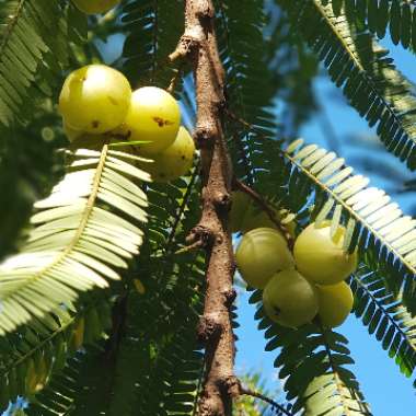 Phyllanthus emblica