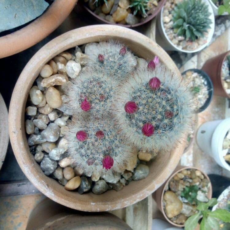 Plant image Mammillaria guelzowiana 'Robustior'