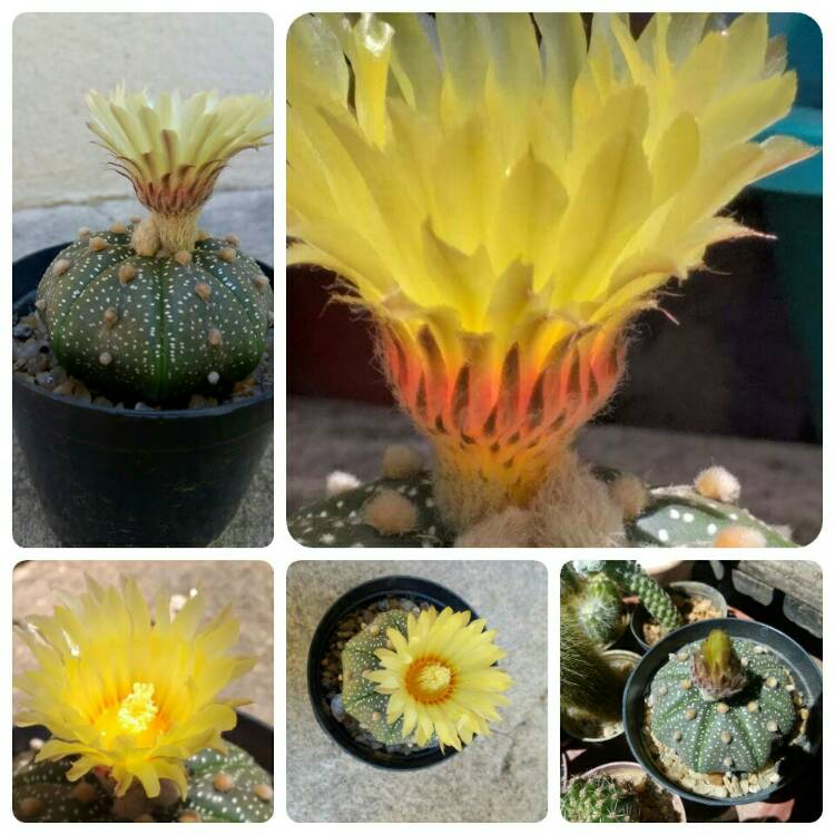 Plant image Astrophytum Asterias cv. Star Shaped