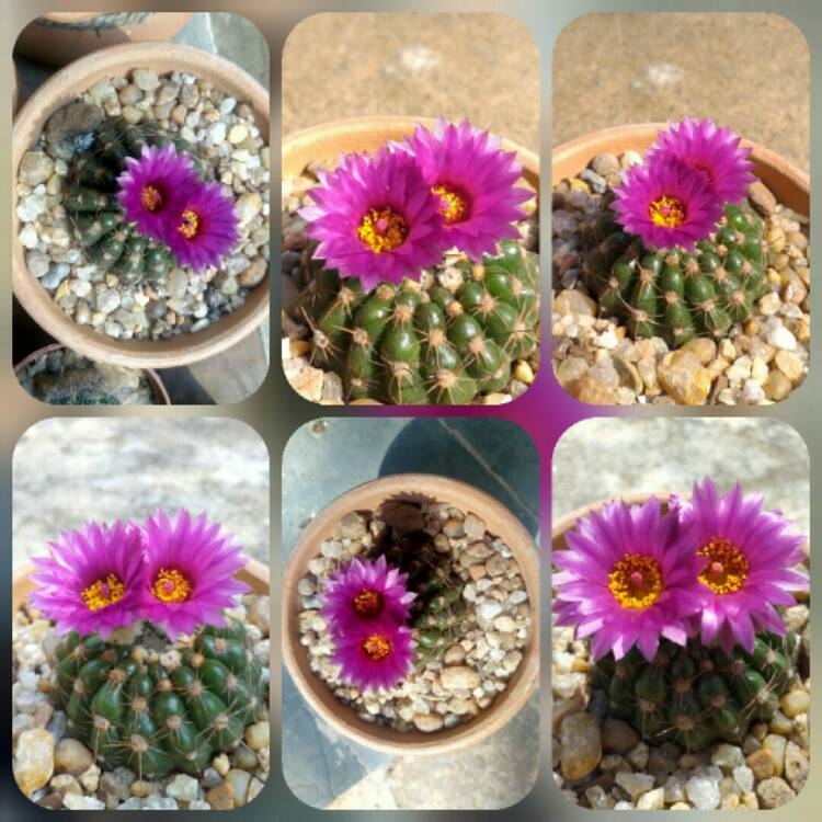 Plant image Notocactus ubelmannianus syn. Parodia werneri