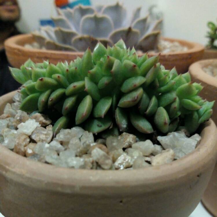 Plant image Echeveria Ramillete Cristata