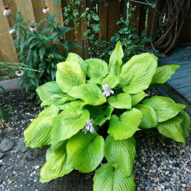 Plantain Lily 'Bressingham Blue'