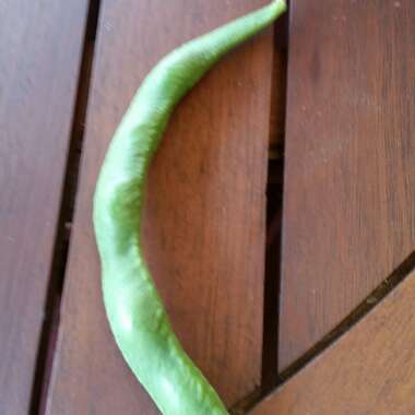 Purple Climbing French Bean 'Trionfo violetto'