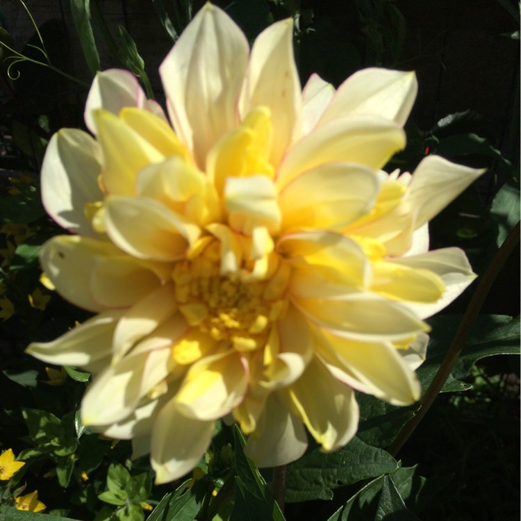 Plant image Dahlia 'Polka NL' syn. Dahlia 'Polka'