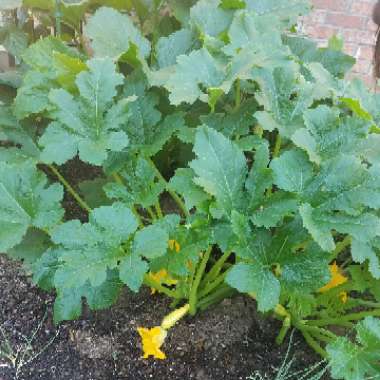 Cucurbita pepo 'Summer Yellow Crookneck'