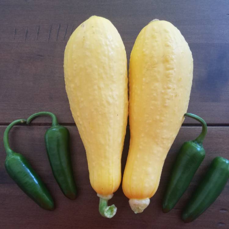 Plant image Cucurbita pepo 'Summer Yellow Crookneck'