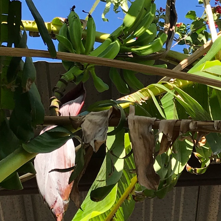 Plant image Musa acuminate 'Lady Finger'