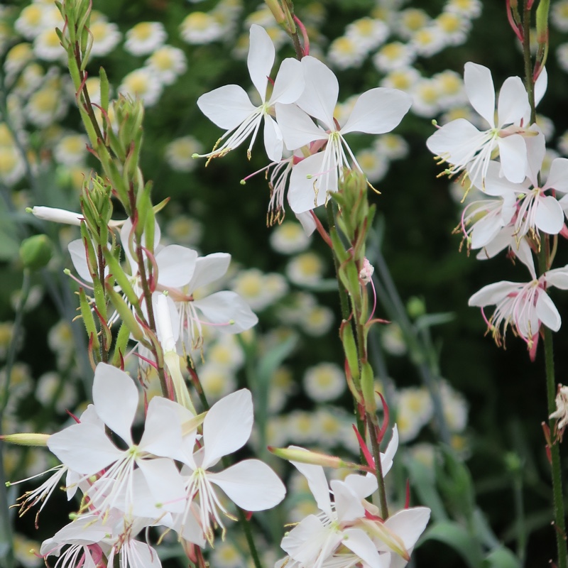 Antonia's garden