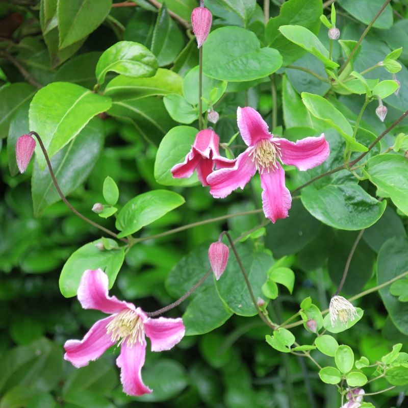 Clematis 'Etoile Rose'