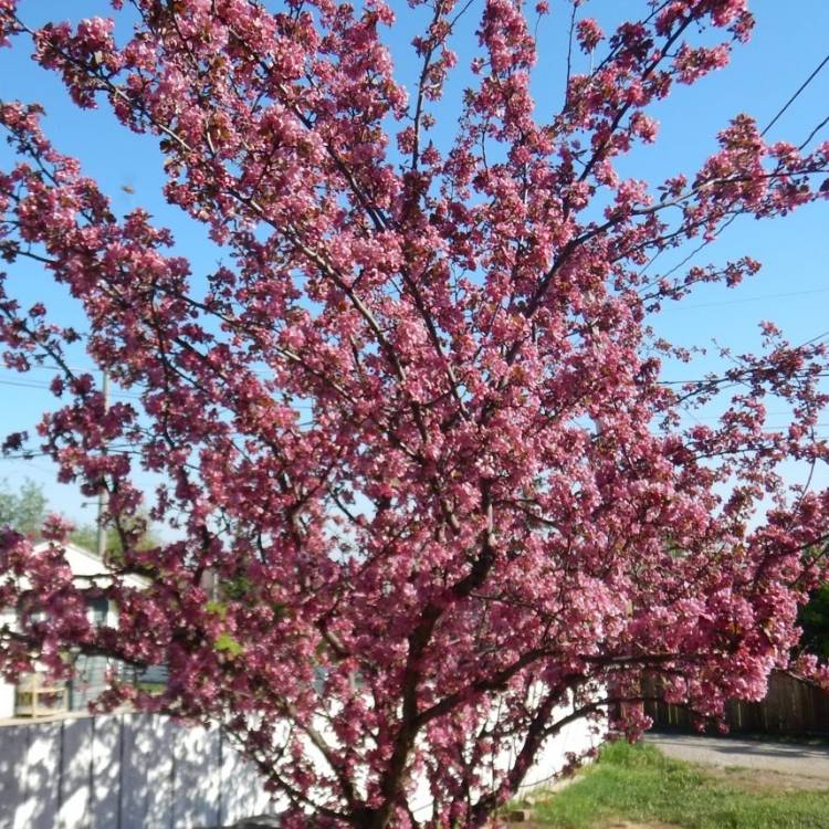 Plant image Prunus x cistena