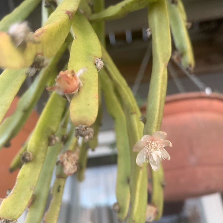 Plant image Rhipsalis Trigona 