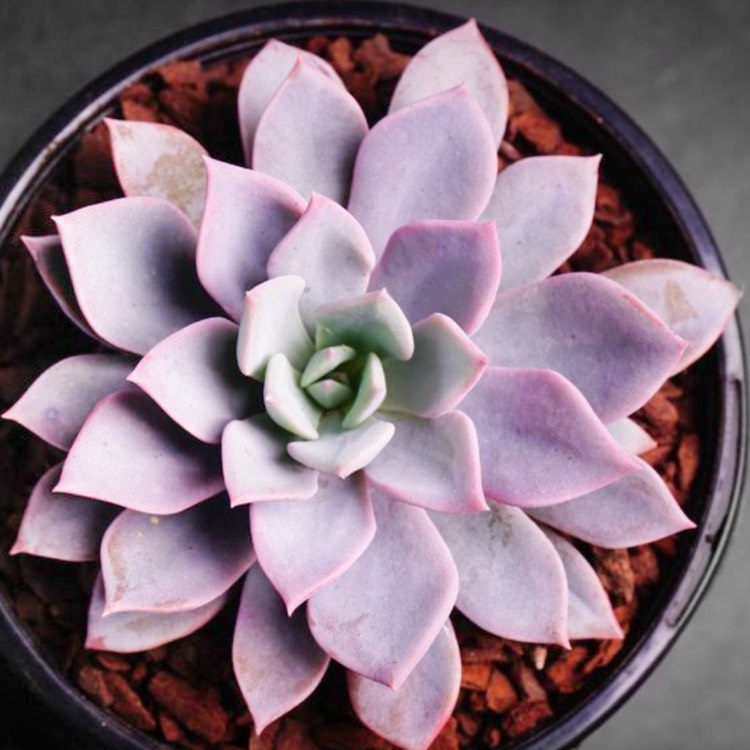 Plant image Echeveria Costa Brava