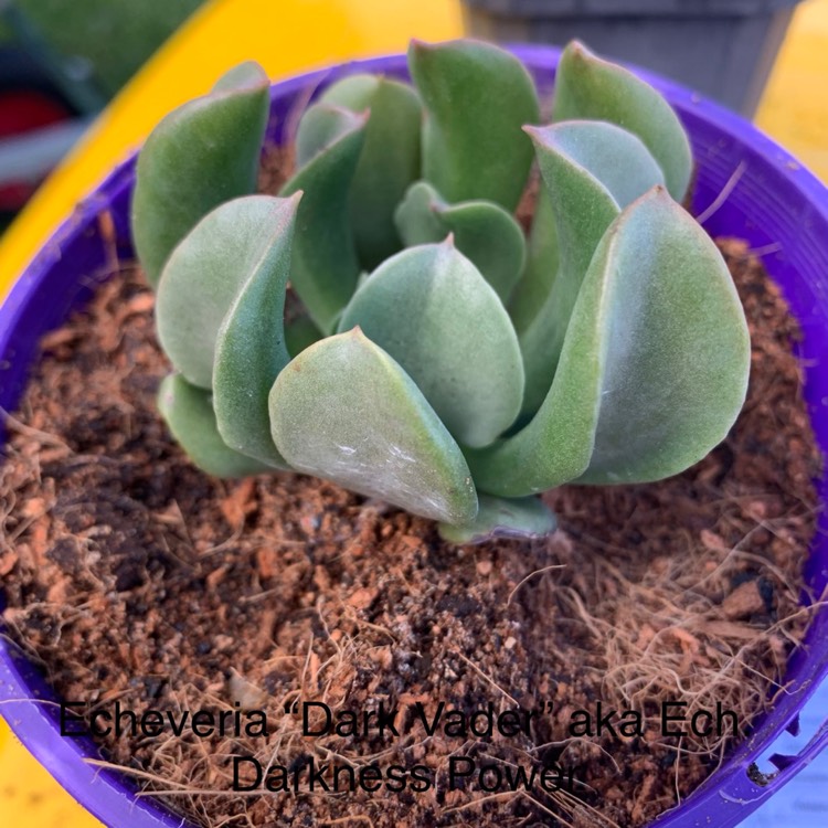 Plant image Echeveria Dark Vader