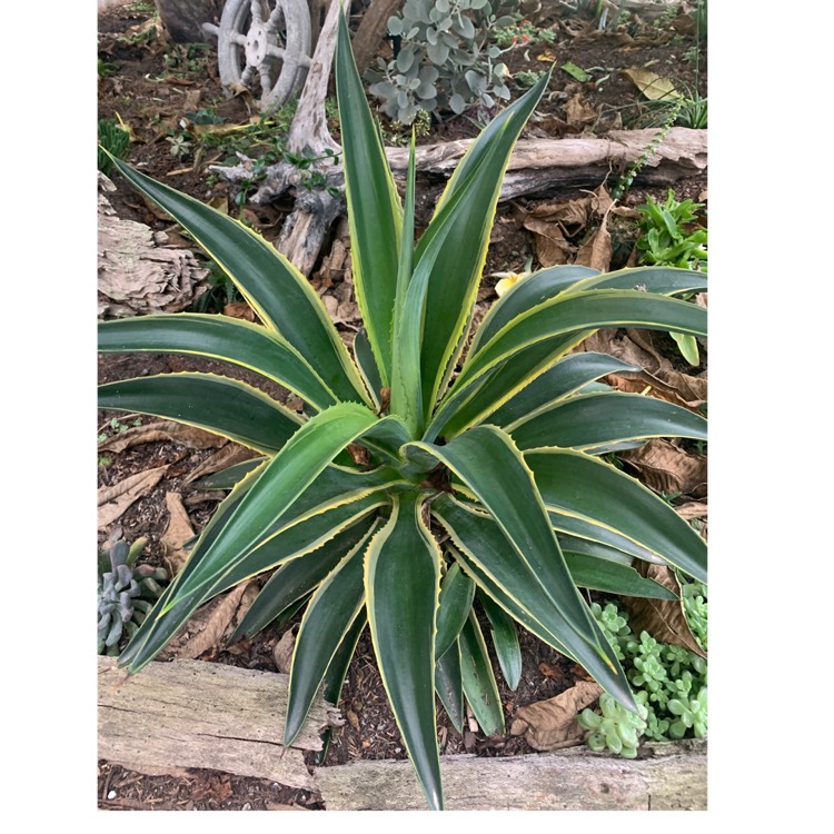 Plant image Agave Desmentiana Bright Edge