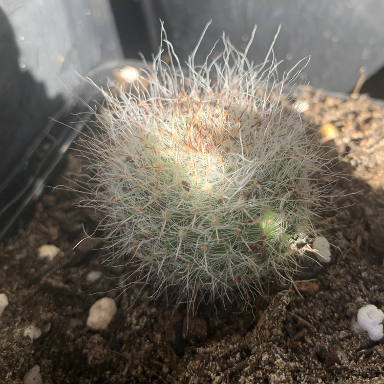 Plant image Mammillaria geminispina