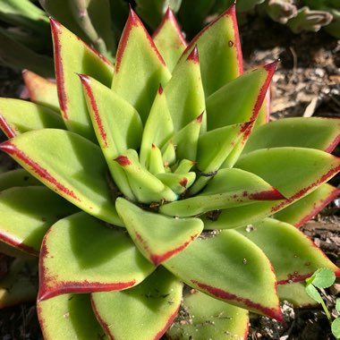 Echeveria Agavoides 'Lipstick'