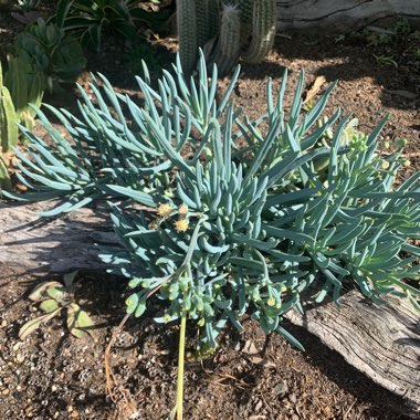 Senecio ficoides