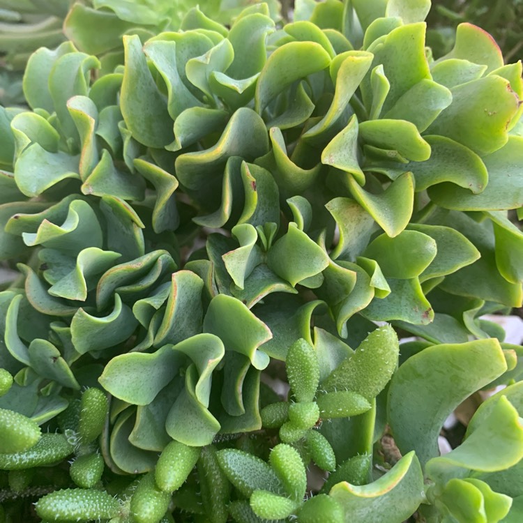 plant image 1304030