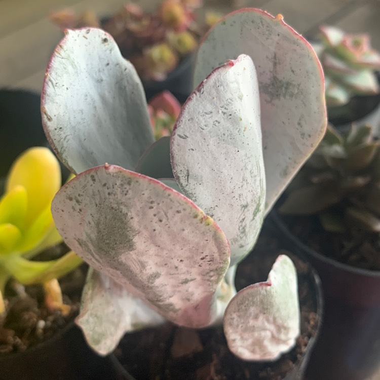 Plant image Cotyledon orbiculata 'Silver Waves'