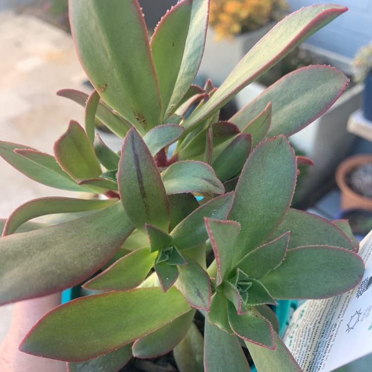 Plant image Aeonium Fairy Wings