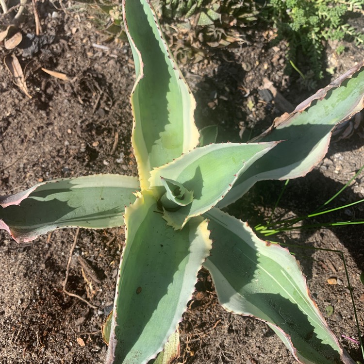 Plant image Agave Gypsophila